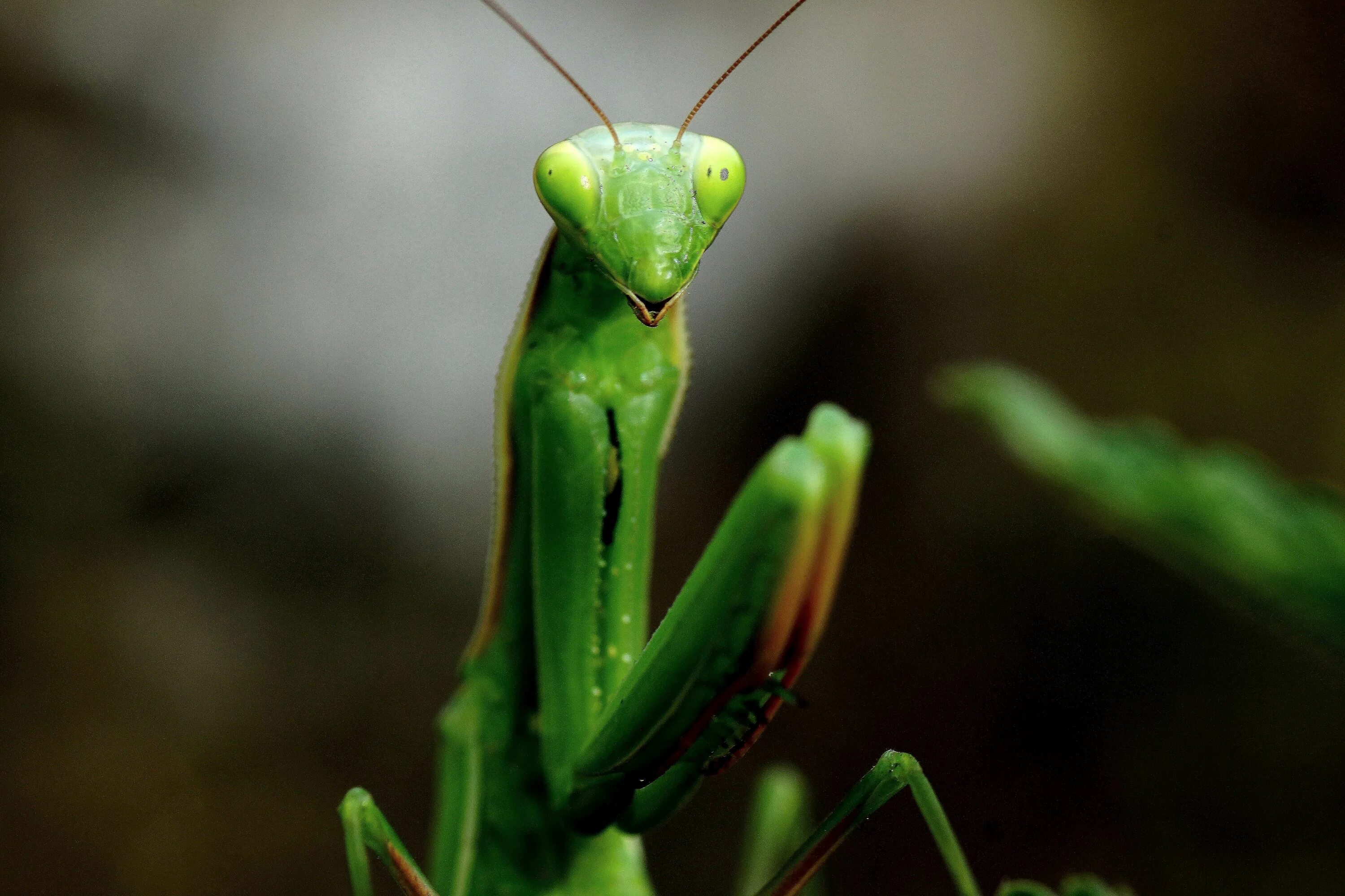 Земляной богомол. Богомол обыкновенный насекомые. Жук богомол. Mantis religiosa богомол.