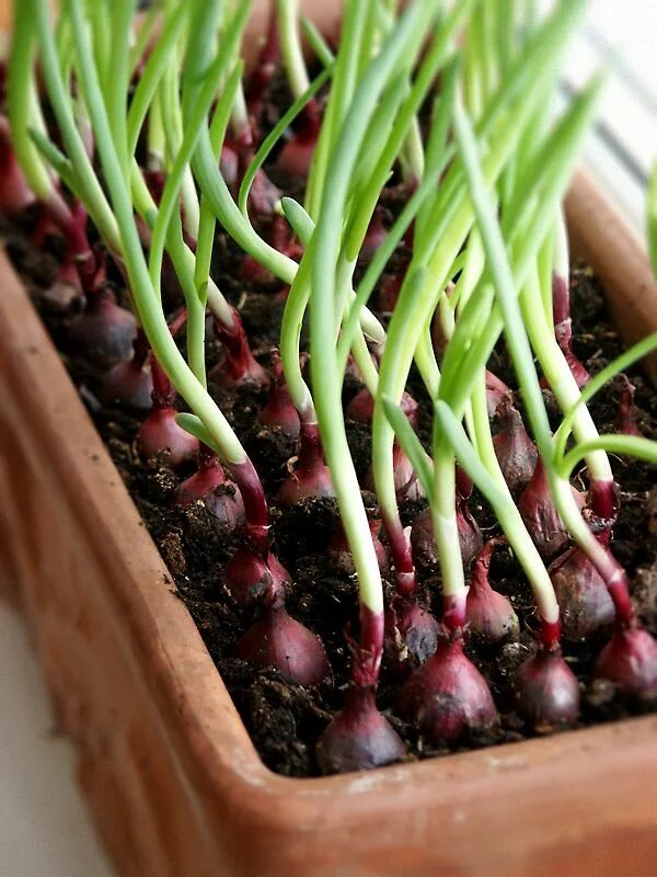 чернушка лук ред барон. красный лук выращивание из семян. всходы лука джусай. ялтинский лук семена. ялтинский лук севок.