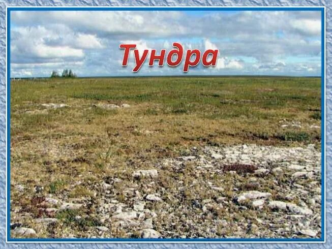 Тундра 4 класс. Тундра надпись. Картинки по теме тундра. Природная зона тундра надпись. Радиация в тундре