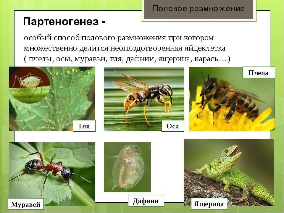 Размножается партеногенетически. Партеногенез вид размножения. Партеногенез у пчел бесполое. Партеногенез форма размножения. Партеногенез у пчел.