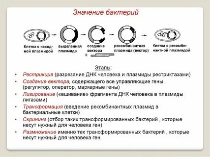 Метод рекомбинантных плазмид последовательность