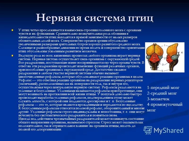 Передний мозг у птиц функции. Нервная система птиц. характеристика нервной системы птиц. передний мозг птиц. нервная система и органы чувств птиц.