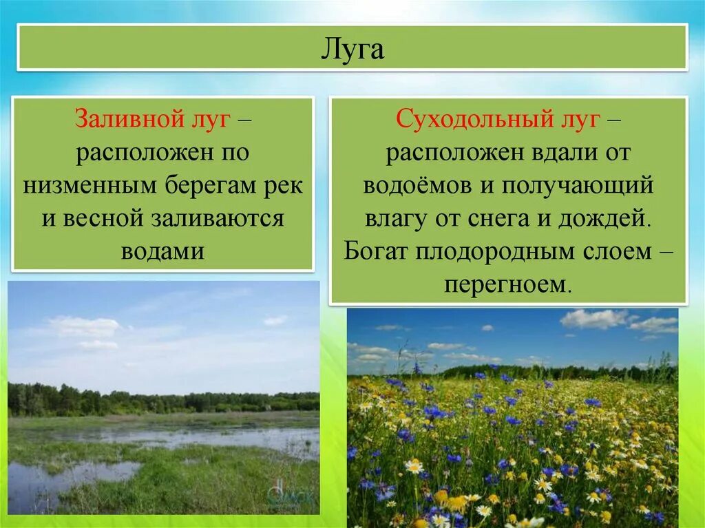 Природное сообщество на лугу. Луг окружающий мир. Сообщества луга растения. Характеристика природного комплекса луг. Растения луга.