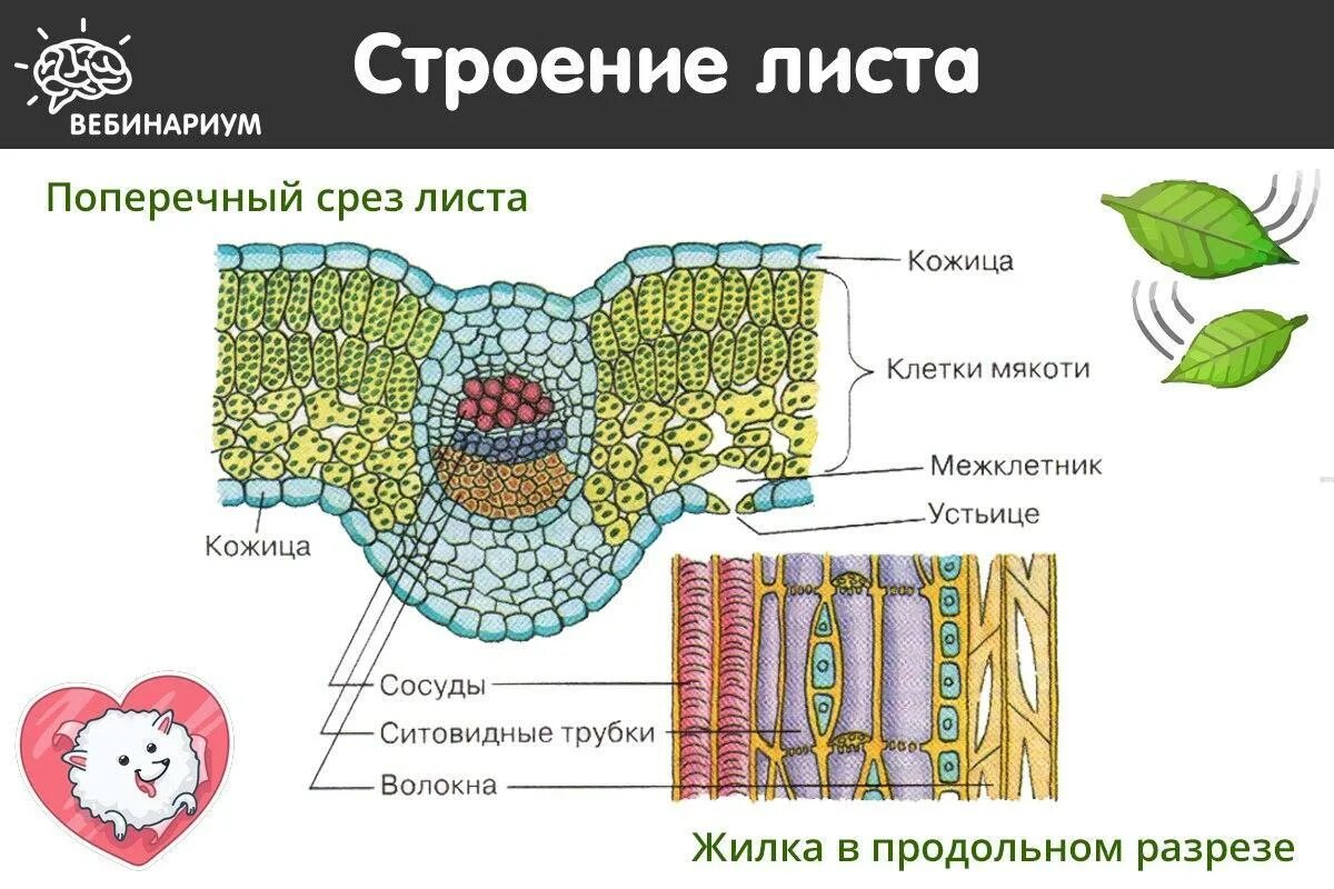 Покровная ткань кожица проводящая ткань впр. Покровная ткань листа и устьице. Поперечный срез листа строение. Поперечный срез устьица листа. Ткань устьица листа.