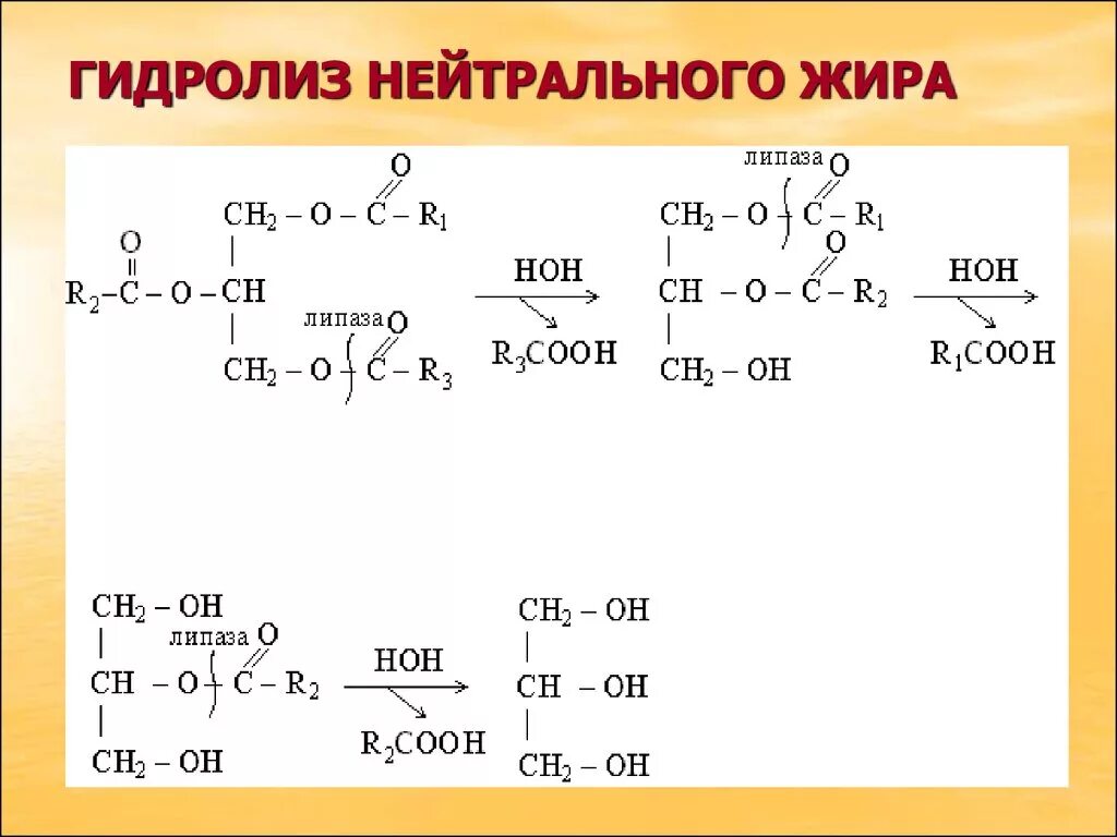 При гидролизе жира массой. Ферментативный гидролиз жиров стадии. Ферментативный гидролиз нейтральных жиров. Ферментативный гидролиз жира. Гидролиз нейтрального жира реакция.