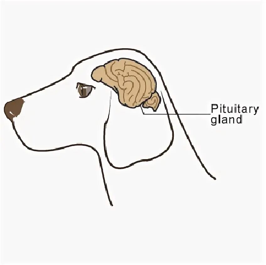 Сотрясение у собаки. Гипофиз животных анатомия. Гипофиз КРС. Гипофиз собаки. Головной мозг гипофиз КРС что это.