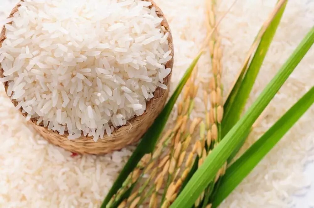 M rice. Jasmine Rice. Рис басмати растение. Rice сноп. Рис крупа.