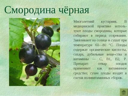 Смородина при температуре