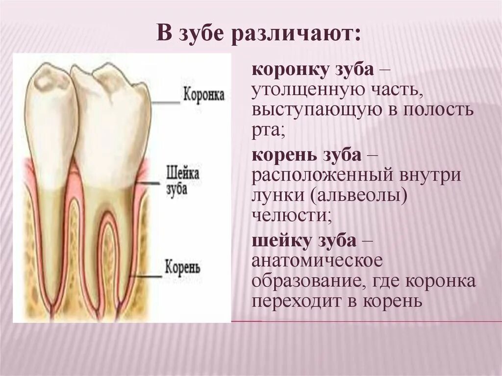 Анатомия зубов коронка шейка корень. Анатомия зуба коронка шейка корень. Коронка шейка и корень зуба.