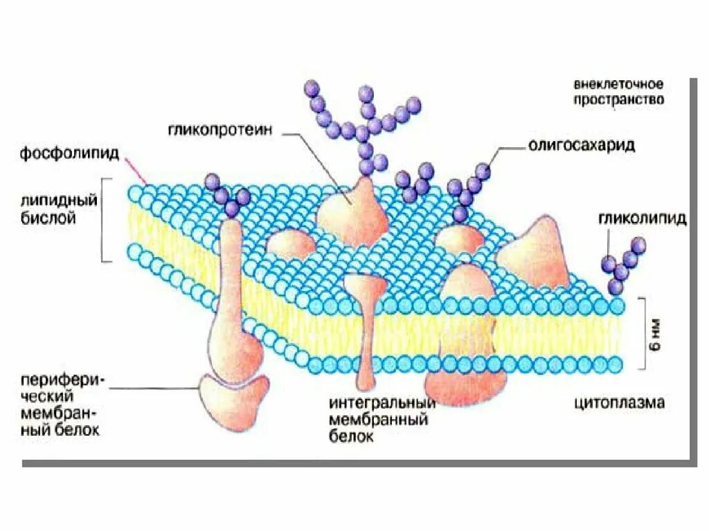 Мембрана клеток включает. Клеточная мембрана физиология. Строение и функции клеточных мембран физиология. Мембрана клетки схема строение функции. Схема строения плазматической мембраны.