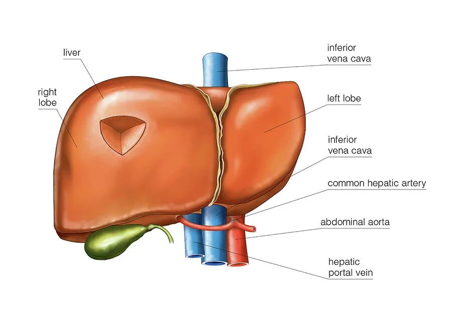 Human Liver lobule. Механическая печень арт. Печень арт картинка. Anatomical abnormalities of the Liver. Печень в 1 месяц