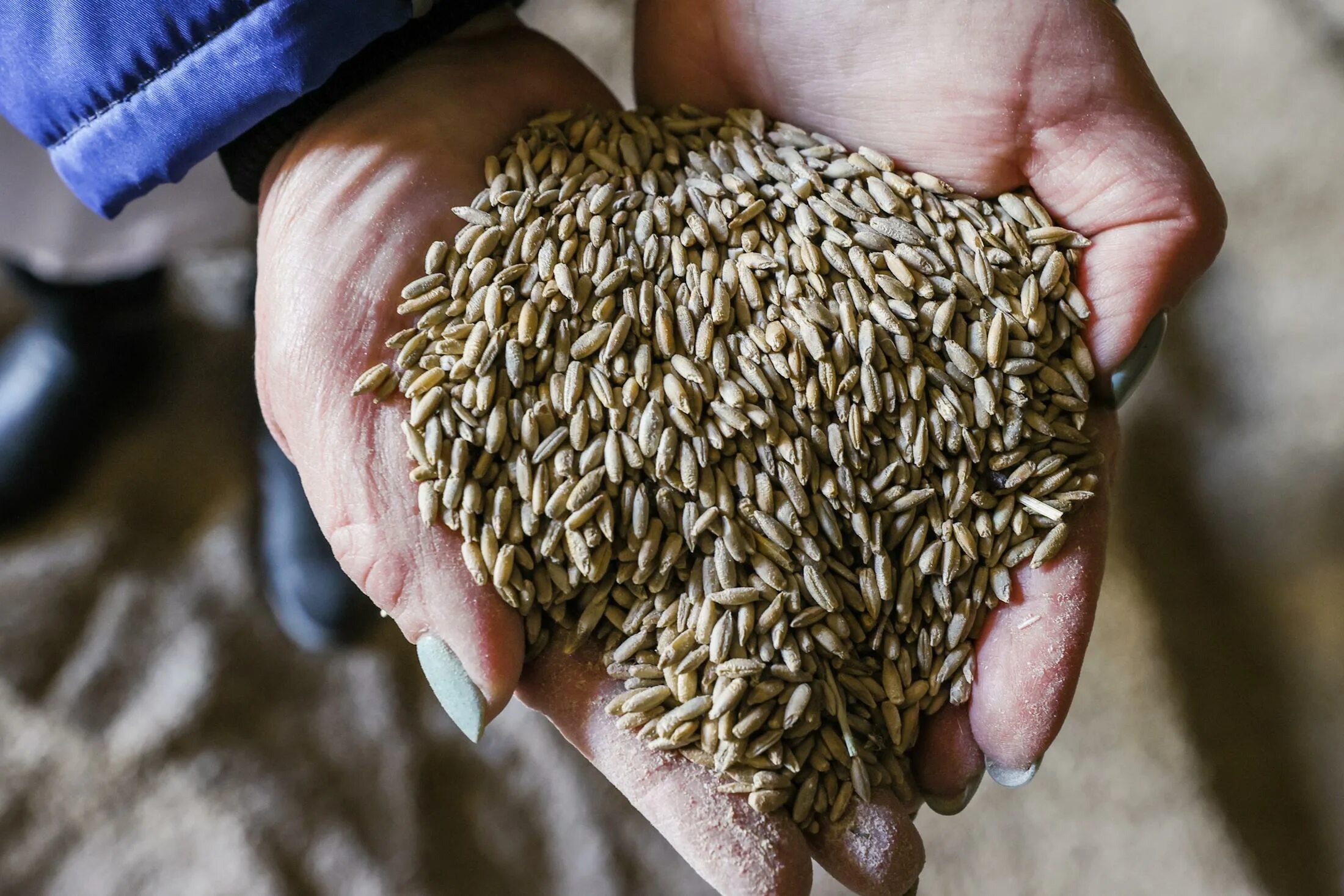 Почему зерно украины. Зерно Украина. Дефицит пшеницы. Экспорт зерна. Запасы пшеницы.