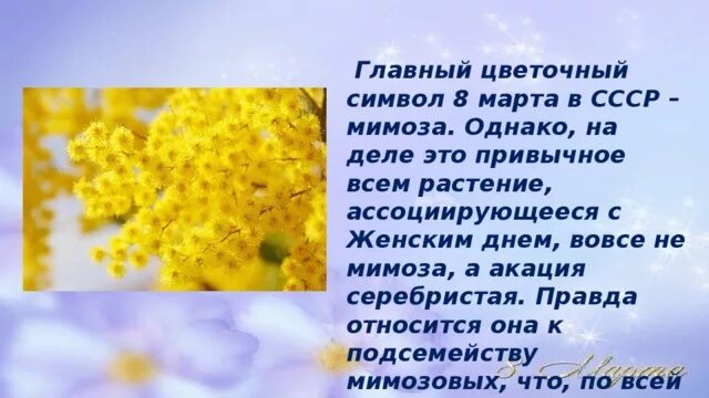 Мимозу текст. Мимозу текст