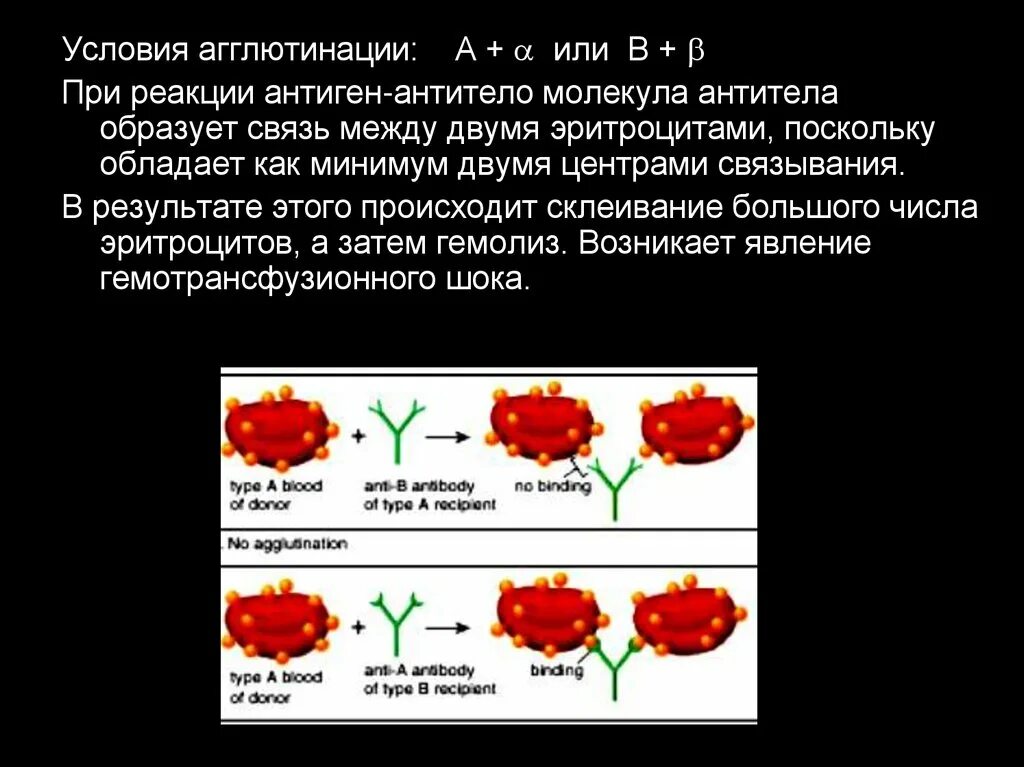 Агглютинация антиген антитело. Антигены антитела реакция агглютинации презентация. Реакция агглютинации характеристика антигена. Реакция антиген антитело. Антитела после переливания крови