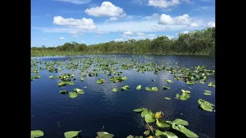 Everglades