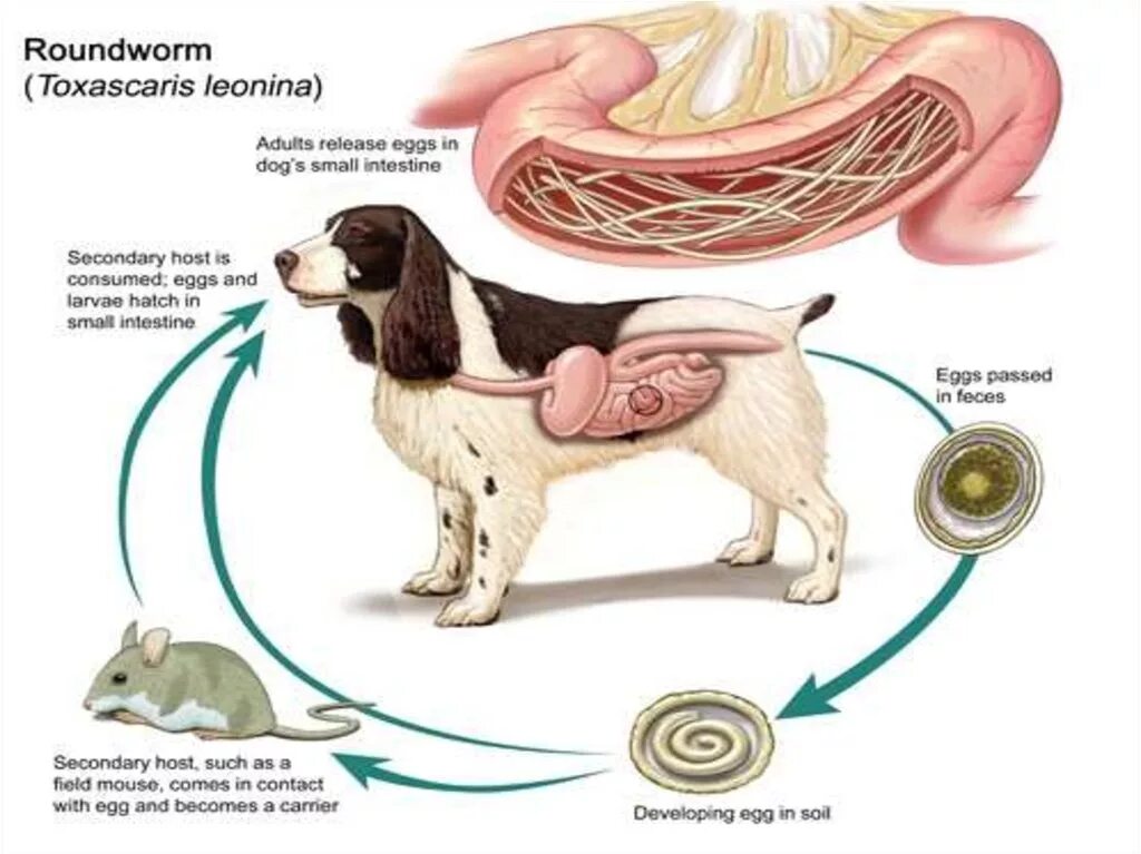 Toxascaris Leonina цикл развития. Toxocara canis жизненный цикл. Токсокара собачья цикл развития. Токсокароз у собак цикл развития.