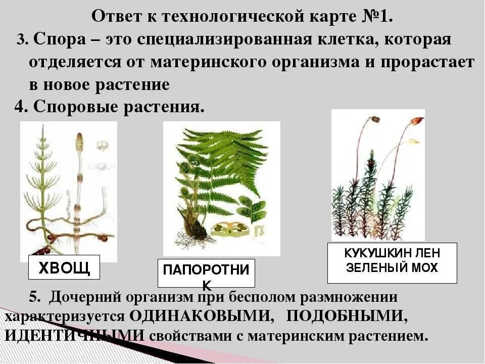 Вегетативное размножение споровых растений. Размножение споровых растений. Растения которые размножаются спорами. Спорами размножаются.