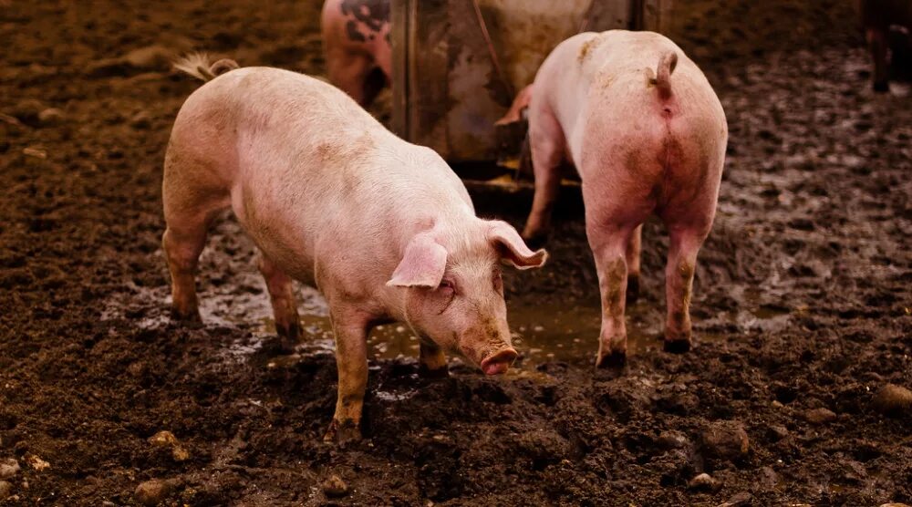 Аскаридоз свиней поросята. Цирковирус свиней дерматиты. Чесотка у свиней и поросят. Зудневая чесотка свиней. Инъекции свинье