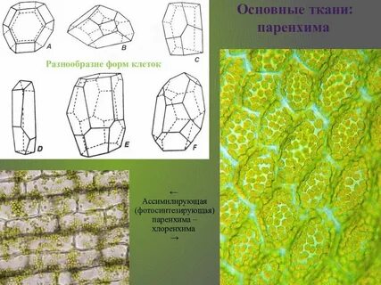 Какие черты характерны для клеток фотосинтезирующей ткани