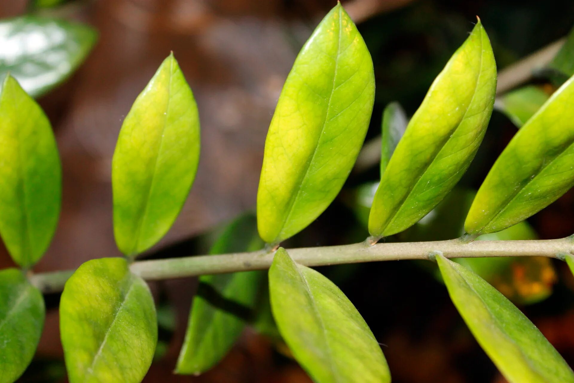 Почему желтеют листья у замиокулькаса что делать. Замиокулькас Leaf. Замиокулькас ланцетовидный. Замиокулькас светлеют листья. Замиокулькас пожухли листья.