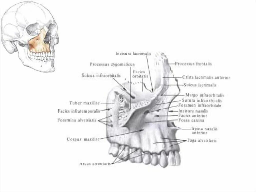 Верхняя челюсть анатомия носовая поверхность. Лобный отросток верхнечелюстной кости. Canalis infraorbitalis Maxillae. Верхнечелюстная кость снизу.