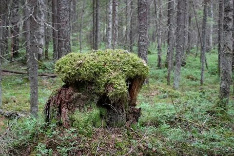Тихвинский лес