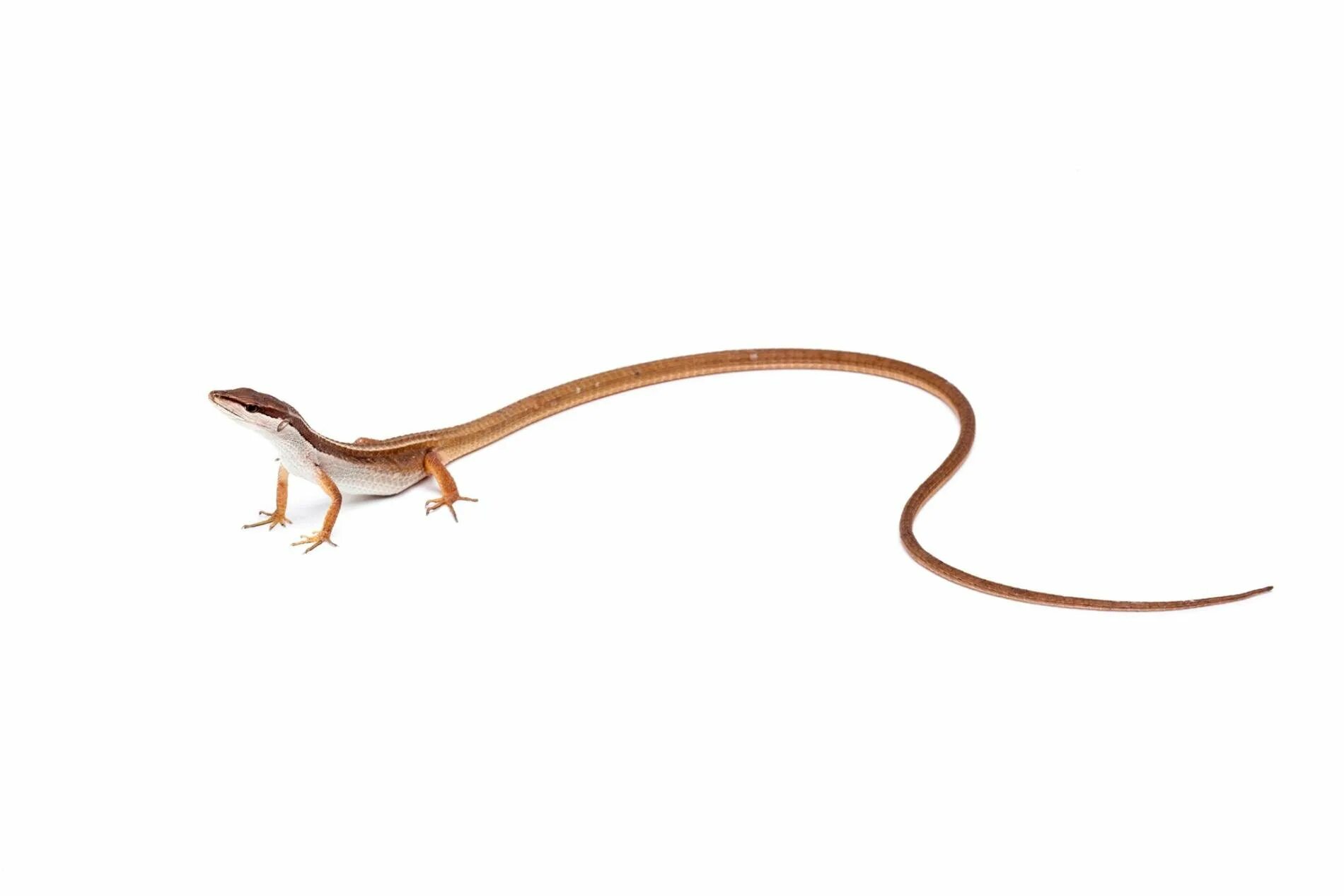 Takydromus sexlineatus. Хвост ящерицы. Ящерица с длинным хвостом. Ящерица без хвоста.