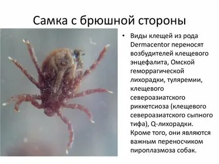 Характеристика клеща
