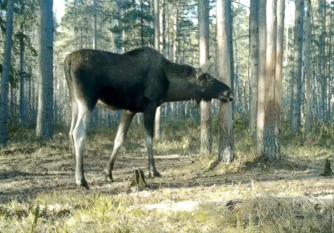 карликовый лось. ростов лося. ростов лося. ростов лося. ростов лося.