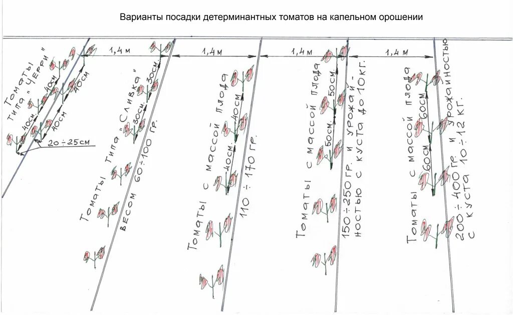 Схема высадки томатов в открытый грунт. Схема посадки детерминантных томатов. Схема посадки томатов в теплице. Схема рассадки томатов в теплице. На каком расстоянии сажать рассаду помидор