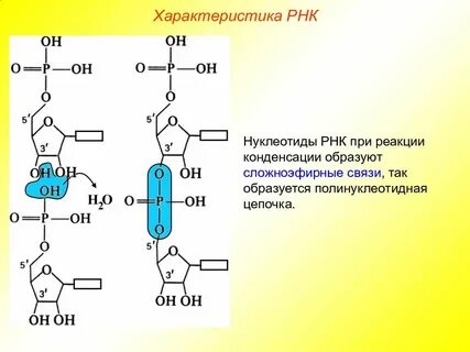 Рнк 400