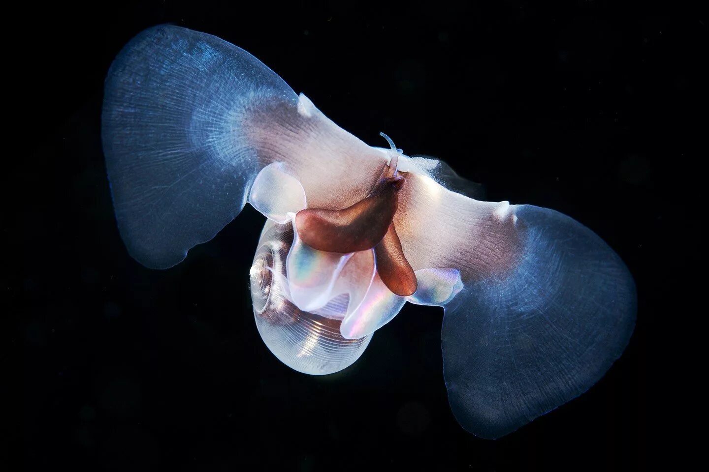 Морской ангел крылоногий моллюск. Крылоногий моллюск, лимацина (limacina helicina). Моллюск морской черт лимацин. Клион морской ангел. Улитка бабочка