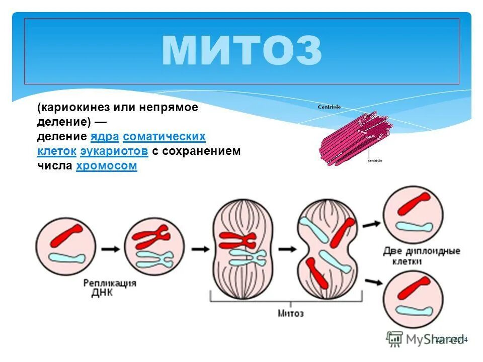 цитокинез и кариокинез. процесс цитокинеза. кариогенез. цитокинез и кариокинез. кариогенез.