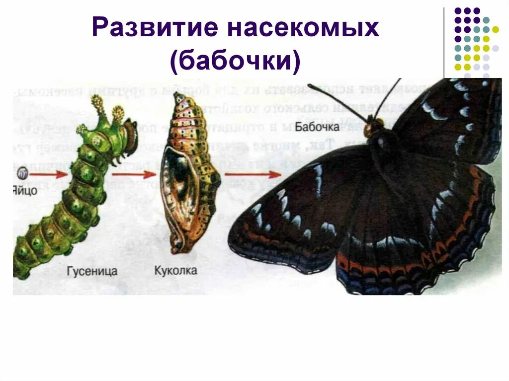 Превращения в биологии