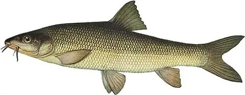 Писка фотосынан шығып тұрған балық