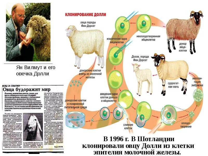 Современные достижения биотехнологии. Овечка Долли биотехнология. Клонирование Долли схема. Овца Долли биотехнологии. Этапы клонирования Долли.