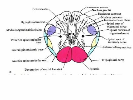 Fasciculus gracilis