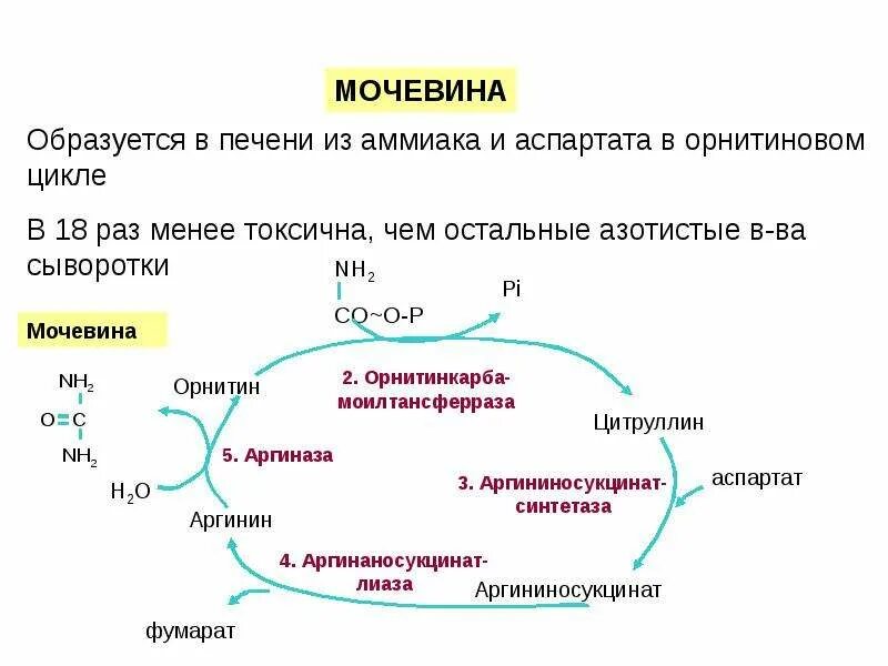 Образованием мочевины в обмене веществ. Схема образования мочевины. цикл кребса гензелейта. как образуется мочевина. схема орнитинового цикла биохимия.