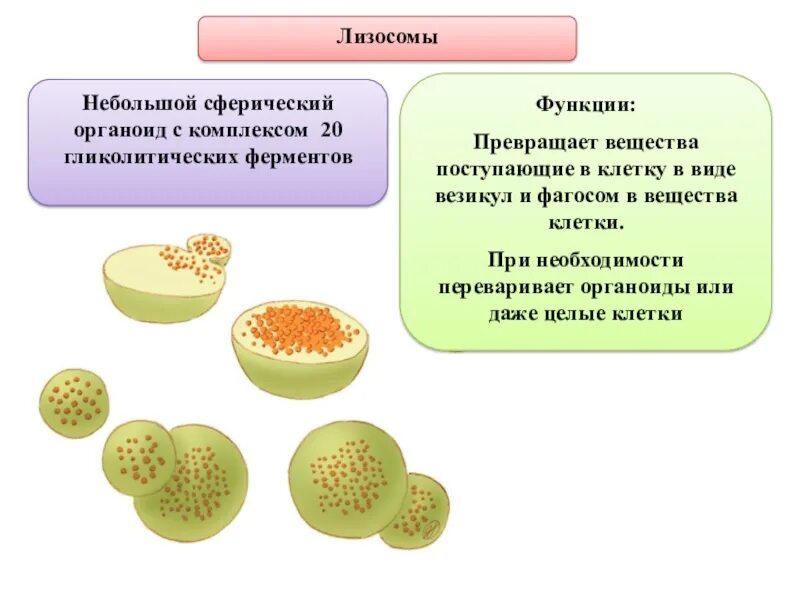 Строение органоида лизосомы. Лизосомы строение и химический состав. Лизосомы органоиды клетки выполняющие функцию. Лизосомы строение органоида и функции. Что такое лизосома