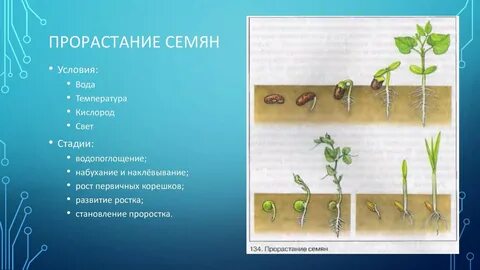 Набухание семян при прорастании