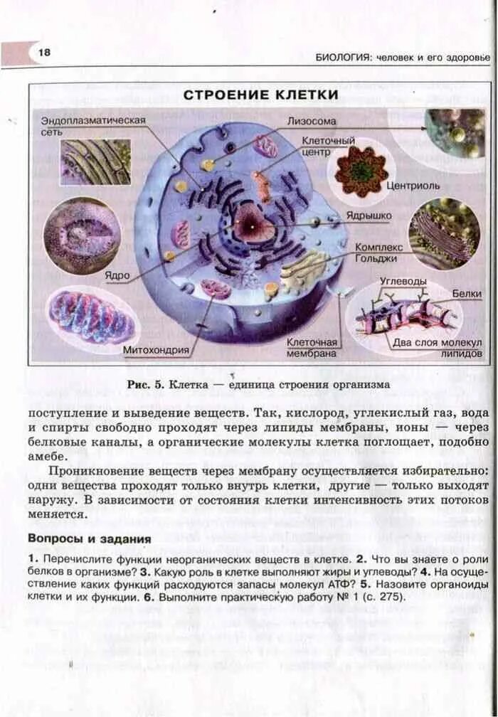 Биология 8 pdf. Строение клетки. Рохлов Трофимов биология 8 класс. Рохлов пособие по биологии. Строение клетки Рохлов.