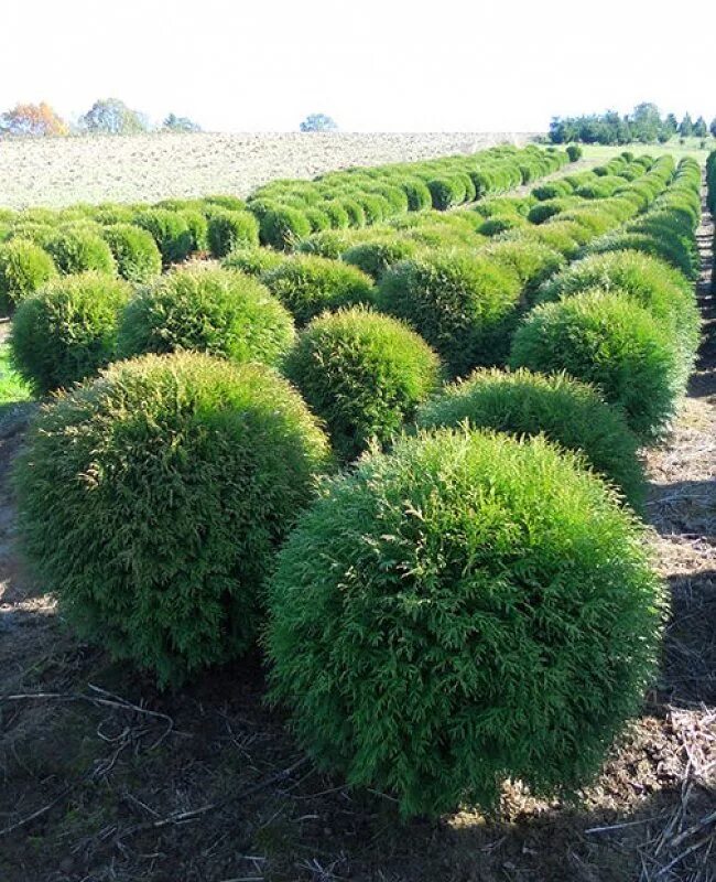 Туя Западная Глобоза. Туя Западная globosa. Туя шаровидная Глобоза. Туя окциденталис Глобоза. Туя глобоза фото и описание цена