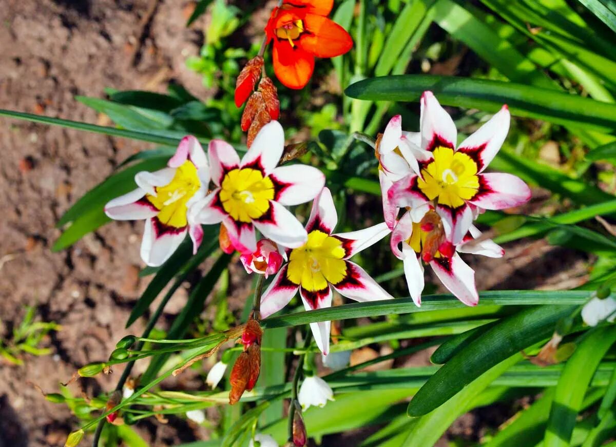 Спараксис. Спараксис Tricolor. Спараксис (Sparaxis). Спараксис (Sparaxis) Tricolor. Цветы спараксис луковичные.