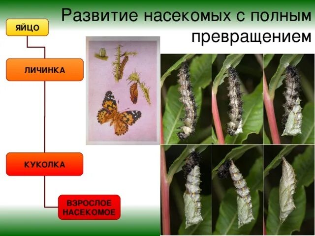 Насекомые с полным превращением. Личинки с полным превращением. Личинки насекомых с полным превращением. Яйцо личинка куколка взрослое.