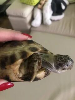 Как лечить черепаху