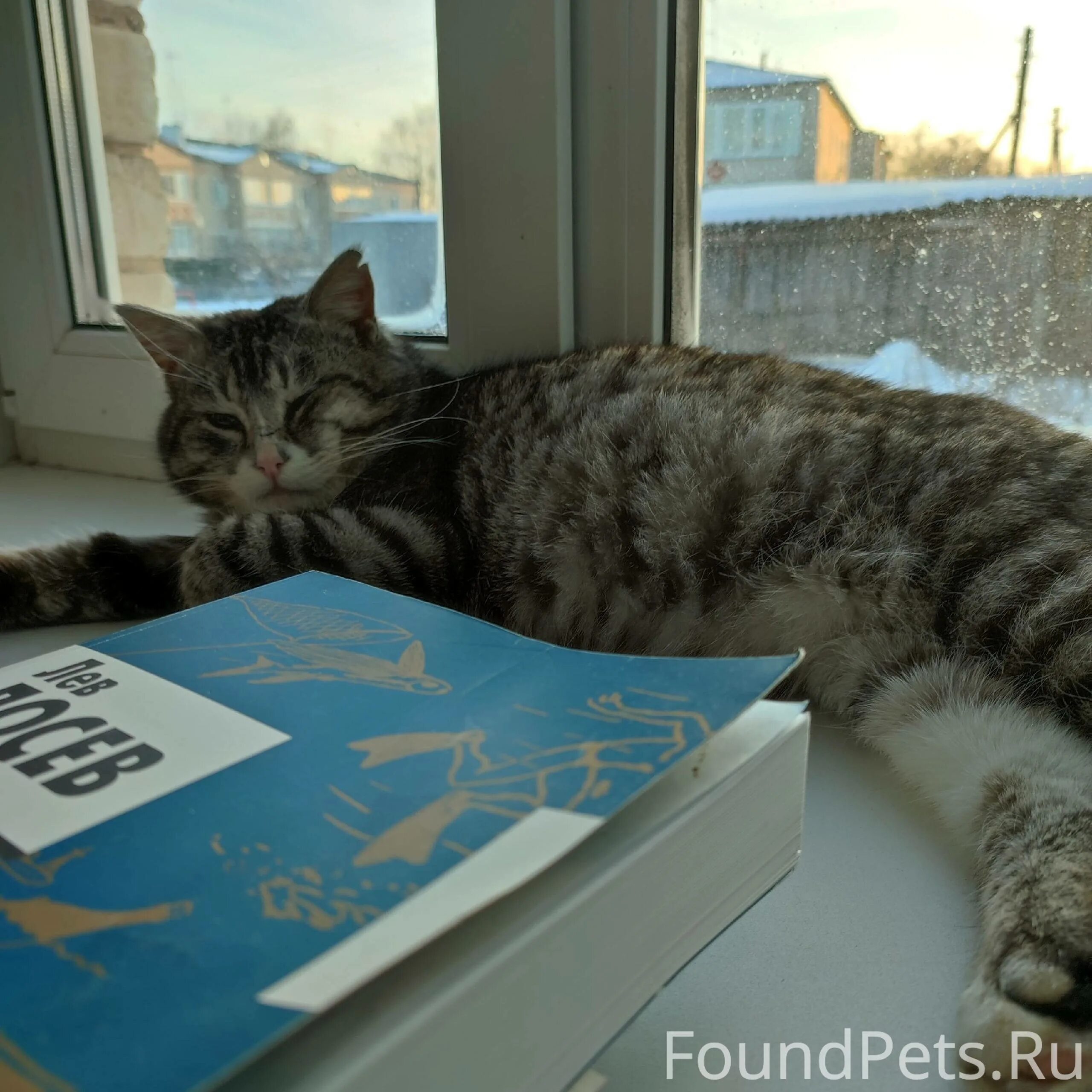 Кот бусик. Котики бусики. Тольятти пропала кошка. Кот бусик. Игрушка барсик с сердечком.