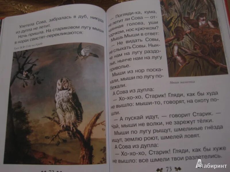 Бианки сова читать полностью. Рассказ сова бианки. рассказ бианки сова текст. сказка сова. сказка бианки сова текст.