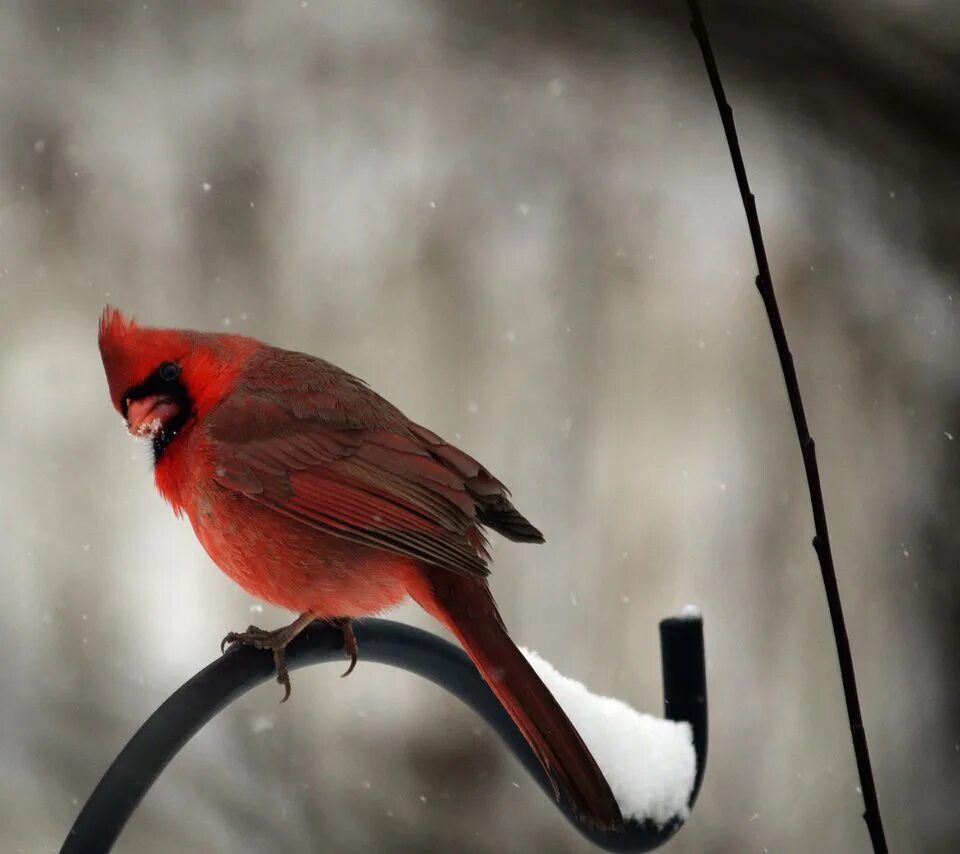 Красные зимние птицы. Красный Кардинал птенец. Желтогрудый Кардинал. Красный Рождественский Кардинал. Зимующие птицы красный Кардинал.