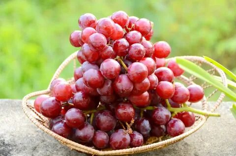 Виноград вкусный форум