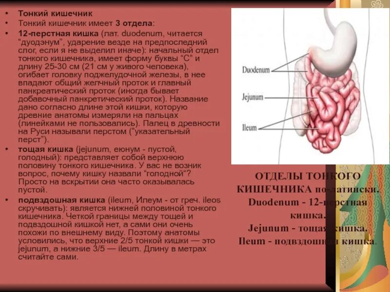 Хроническое заболевание латынь. Отделы тонкой кишки на латыни. Отделы толстой кишки анатомия человека. Кишечник человека строение на латыни. Тонкая кишка строение латынь.